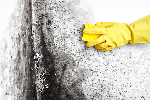 Best Toxic Mold Removal  in Waldorf, MD