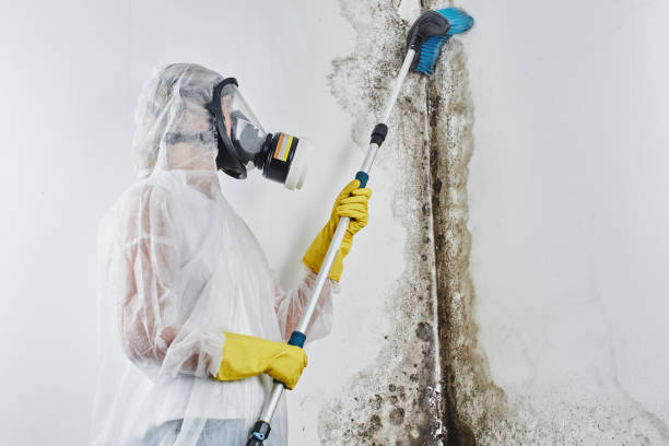 Best Commercial Mold Removal  in Waldorf, MD