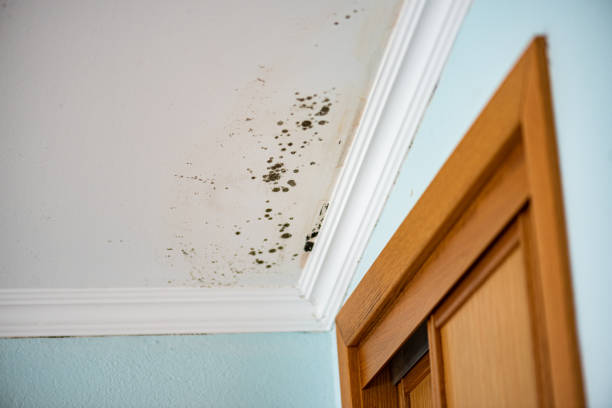 Best Attic Mold Removal  in Waldorf, MD
